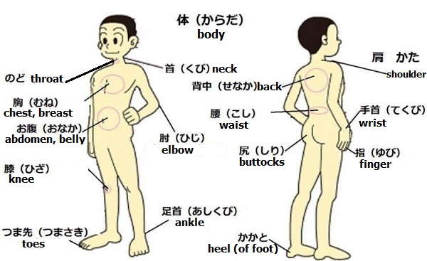 Japanese vocabulary on body parts
