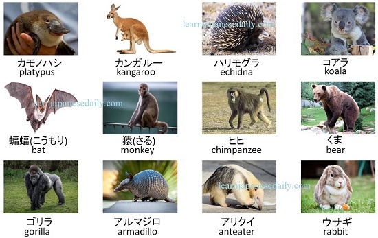 Japanese vocabulary on animals - Japanese words by theme