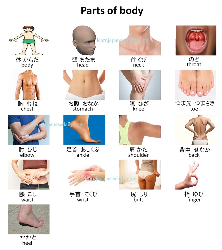 Japanese vocabulary on parts of body- Japanese words by theme